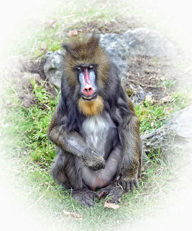 Young Mandrill Fade to White Version Photograph by Jim Fitzpatrick
