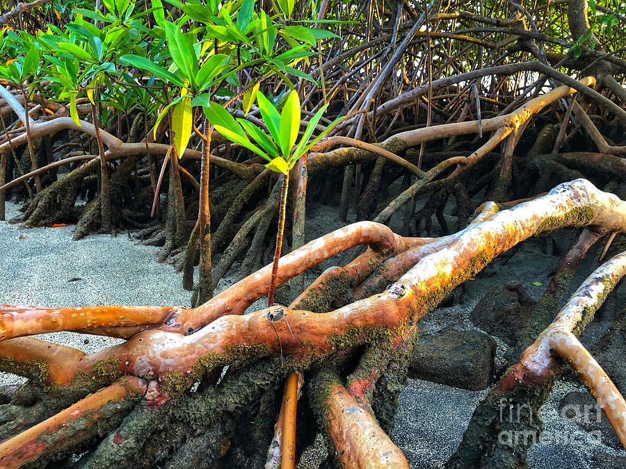Young Mangrove Plant Photograph by Laura Forde