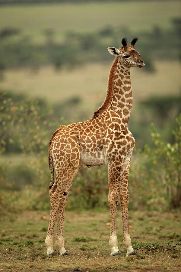 Young Masai Giraffe Photograph by Steven Upton