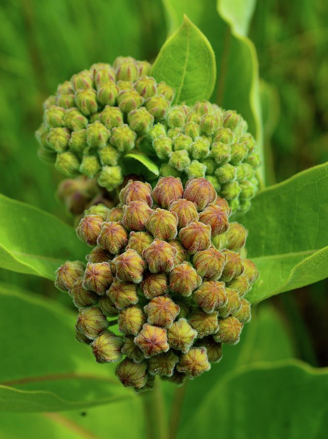 Young Milkweed Buds  Photograph by Lyle Crump