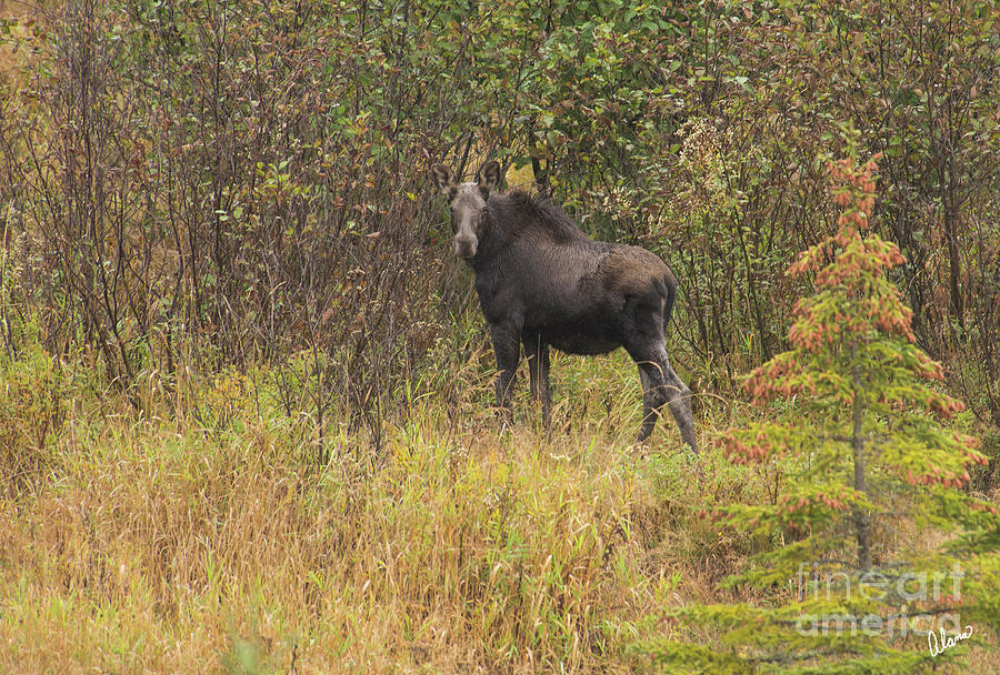 Young Moose Photograph by Alana Ranney