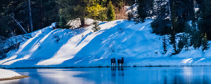 Young Moose On River Photograph by Yeates Photography