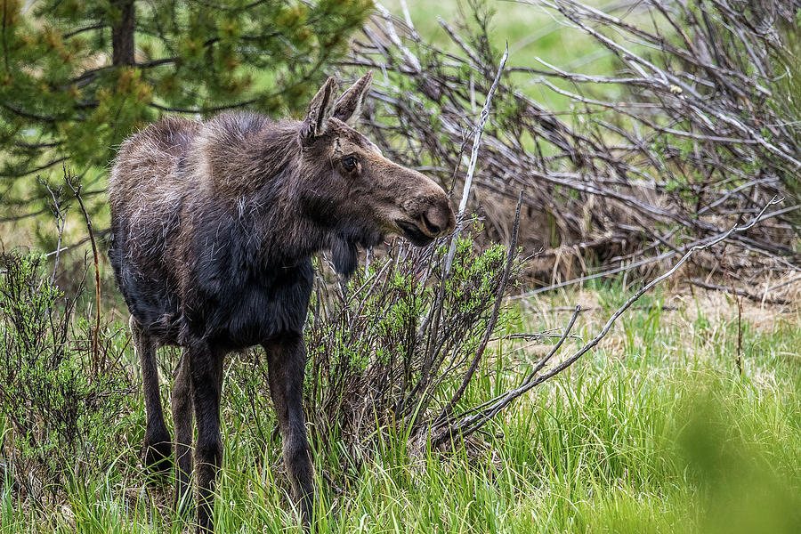 Young Moose Photograph by Paul Freidlund