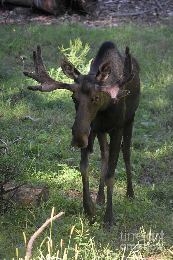 Young Moose with Antlers Walking in the Wild Photograph by DejaVu ...