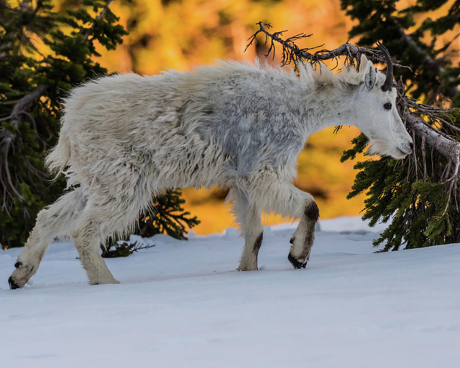 Young Mountain Goat Walks Through Snow Photograph by Kelly VanDellen