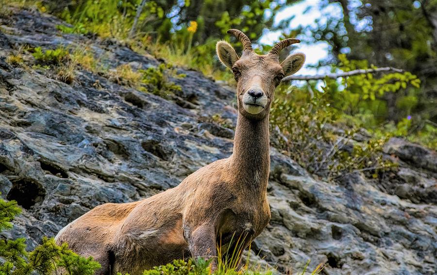  Young Mountain Sheep Photograph by Karl Anderson