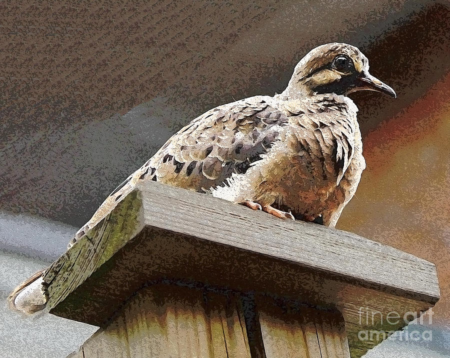 Bird Photograph - Young Mourning Dove by Nina Silver