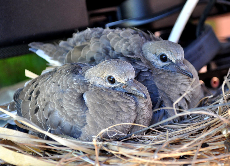 Young Mourning Dove Squab Photograph by Jay Milo