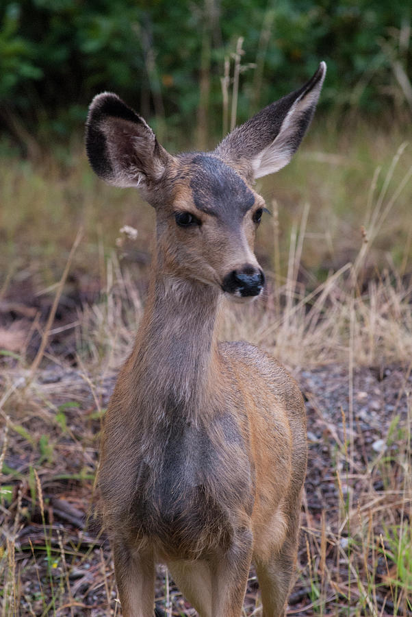 Young Mule Deer Doe Photograph by David Drew