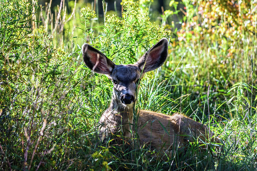 Young Mule Deer Resting Photograph by Debra Martz