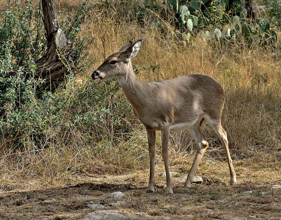 Young Mule Deer Photograph
