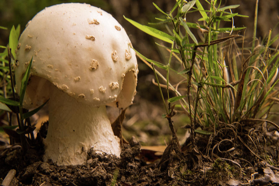 Young Mushroom with Popcorn Photograph by Douglas Barnett