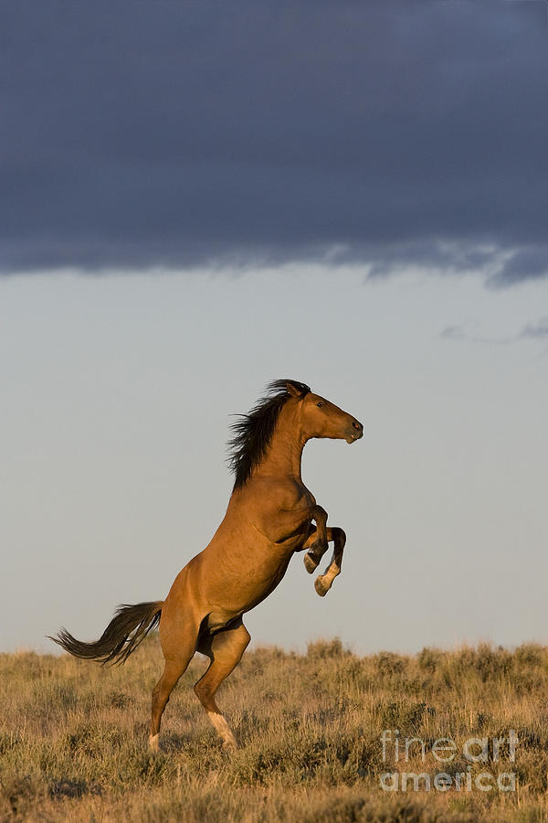 Young Mustang Photograph by Jean-Louis Klein & Marie-Luce Hubert