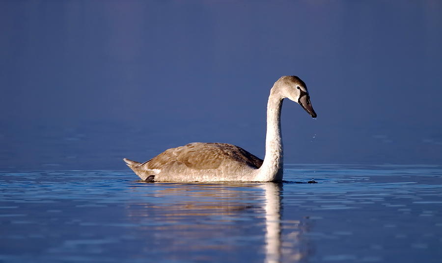 Young mute swan on water Photograph by Elenarts - Elena Duvernay photo