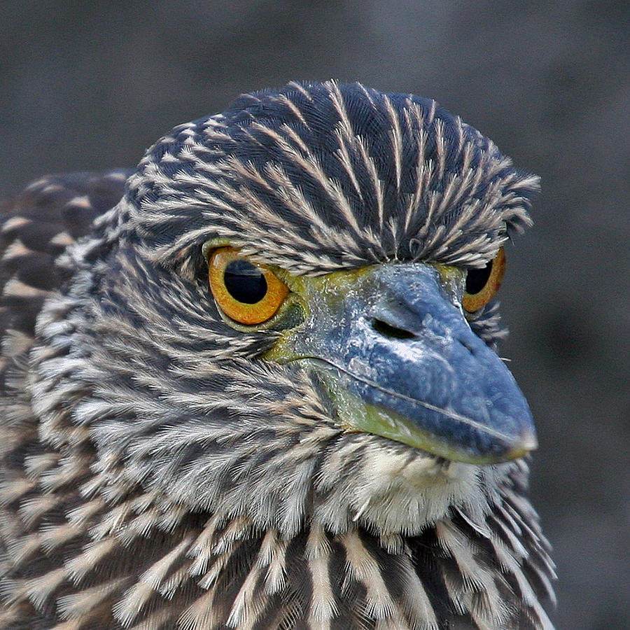 Young Night Heron Photograph by Larry Linton