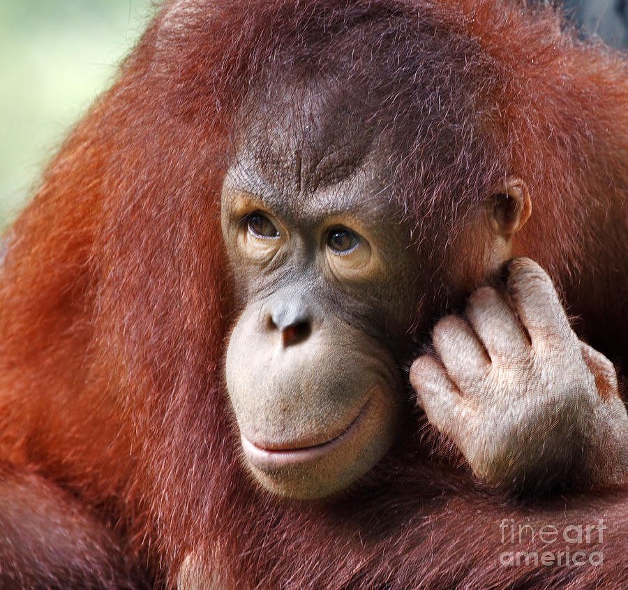 Animal Photograph - Young Orang Utan Looking Thoughtful by Louise Heusinkveld
