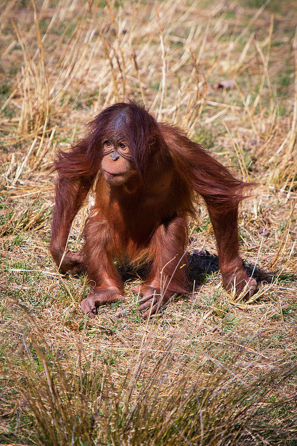 Young Orangutan Photograph