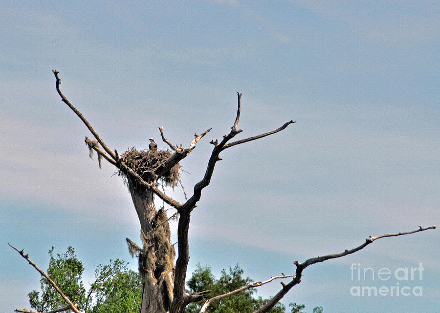 Young Osprey In Nest Photograph by Lydia Holly