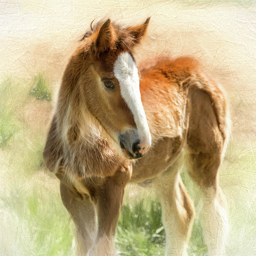 Young Painted Clydesdale Photograph by Bill and Linda Tiepelman