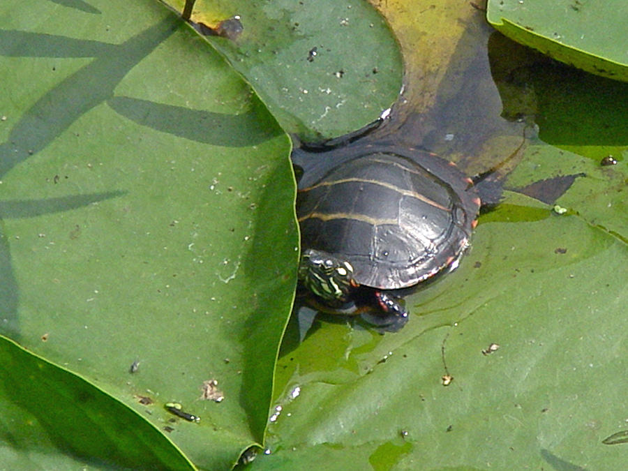 Young Painted Turtle - Chrysemys picta Photograph by Carol Senske