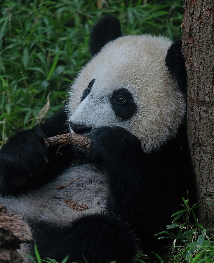 Panda Photograph - Young Panda chillin by Ronda Ryan