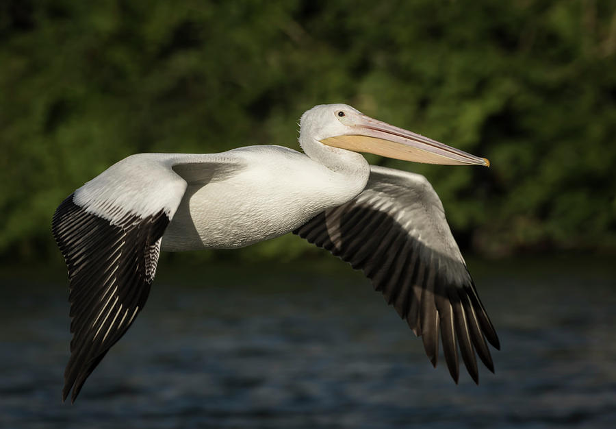 Young Pelican 2016-1 Photograph by Thomas Young