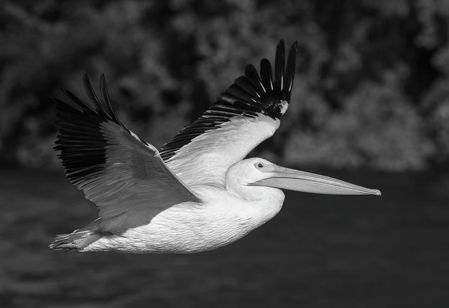 Young Pelican 2016-3 Photograph by Thomas Young