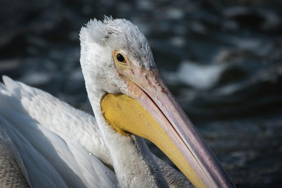 Young Pelican 2016-4 Photograph by Thomas Young