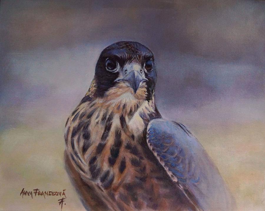 Falconry Painting - Young peregrine falcon by Anna Franceova Falconry Painting - Young peregrine falcon by Anna Franceova