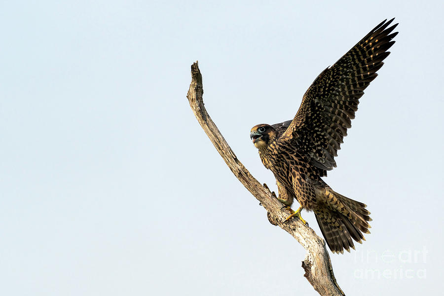 Young peregrine falcon Photograph by Sam Rino