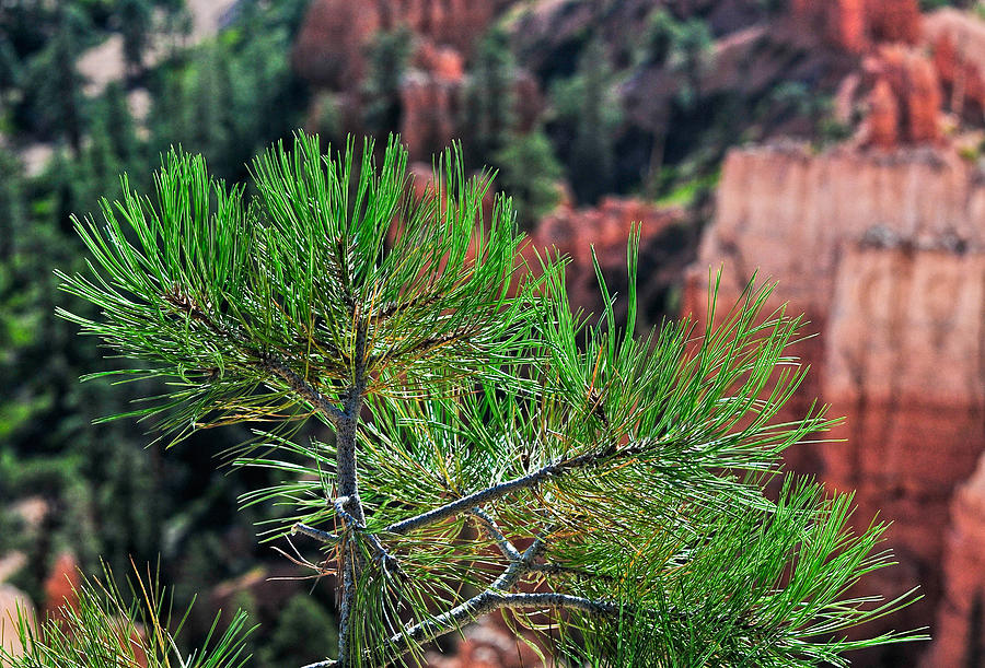 Young Pine at Bryce Canyon Photograph by Ginger Wakem