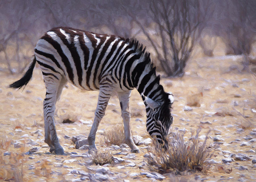Young Plains Zebra Digital Art by Ernest Echols