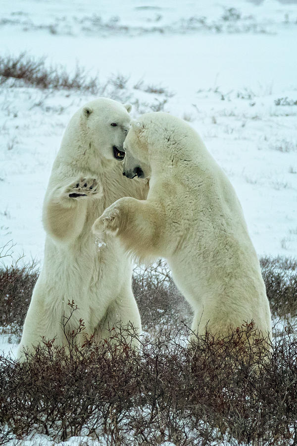 Young Polar Bears Sparring Photograph by Steven Upton
