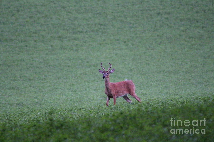 Young Pomfret Summer Buck Photograph by Neal Eslinger