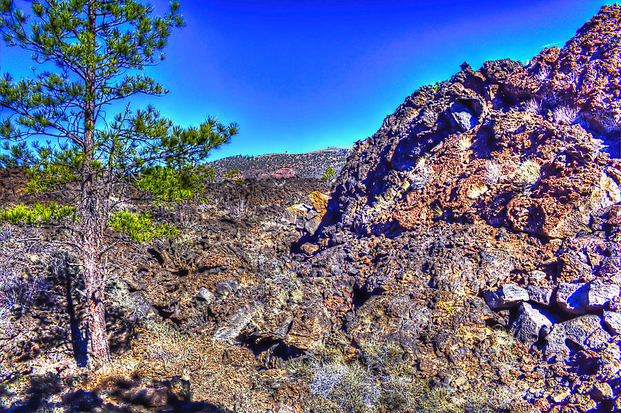 Young Ponderosa Pine on the Lava Flow Trail at Sunset Crater Nat Photograph by Roger Passman