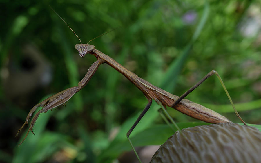 Young Praying Mantis Photograph by Linda Howes Pixels