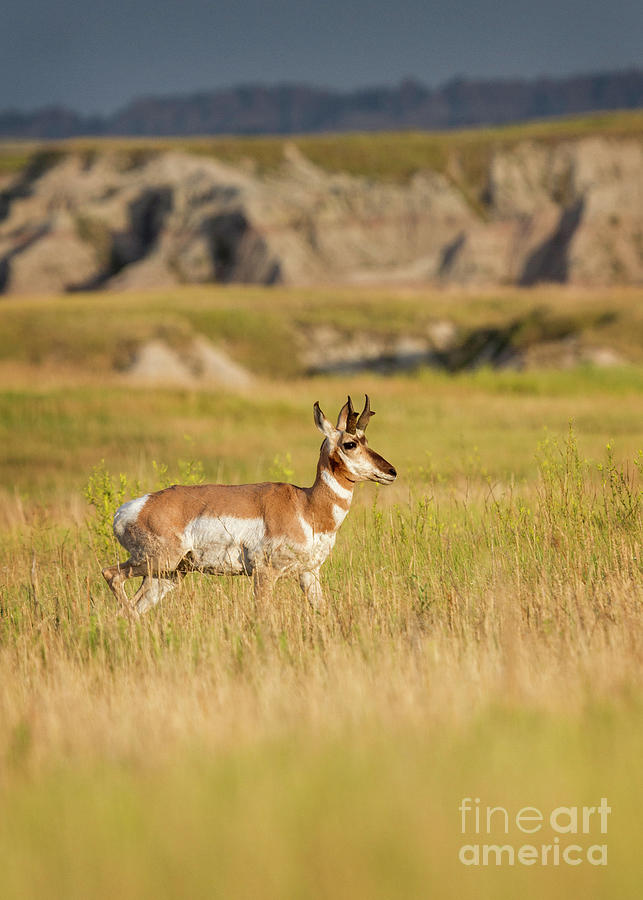 Young Pronghorn Antelope I Photograph by Karen Jorstad