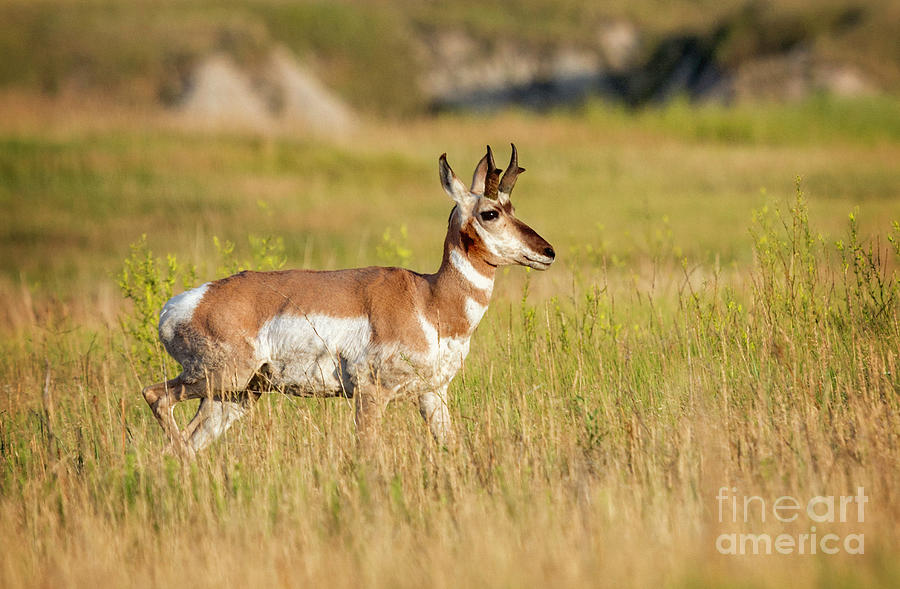 Young Pronghorn Antelope II Photograph by Karen Jorstad