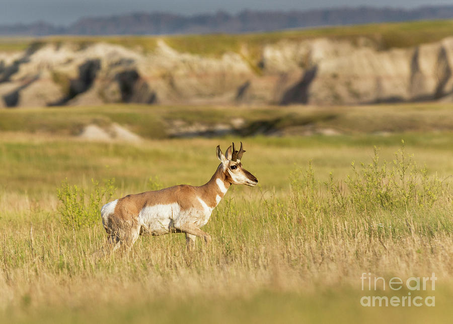 Young Pronghorn Antelope III Photograph by Karen Jorstad