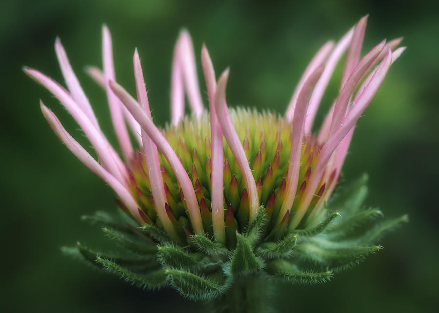 Young Purple Coneflower II Photograph by James Barber