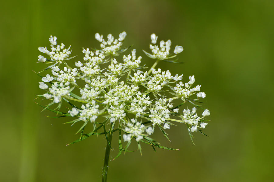 Young Queen Annes Lace  Photograph by Lyle Crump