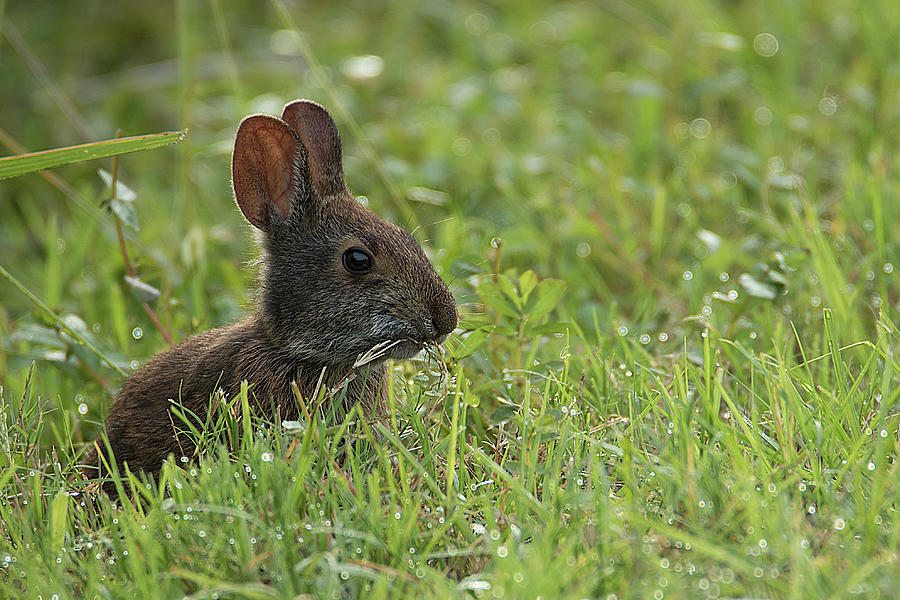 Young Rabbit Dining Photograph by Richard Goldman
