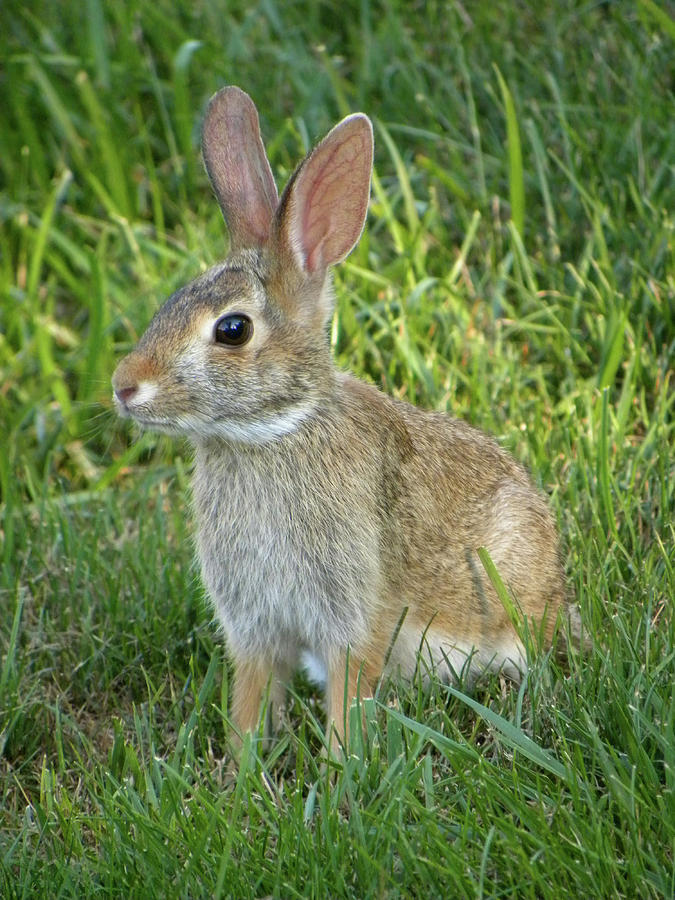Young Rabbit Photograph by Sandi OReilly