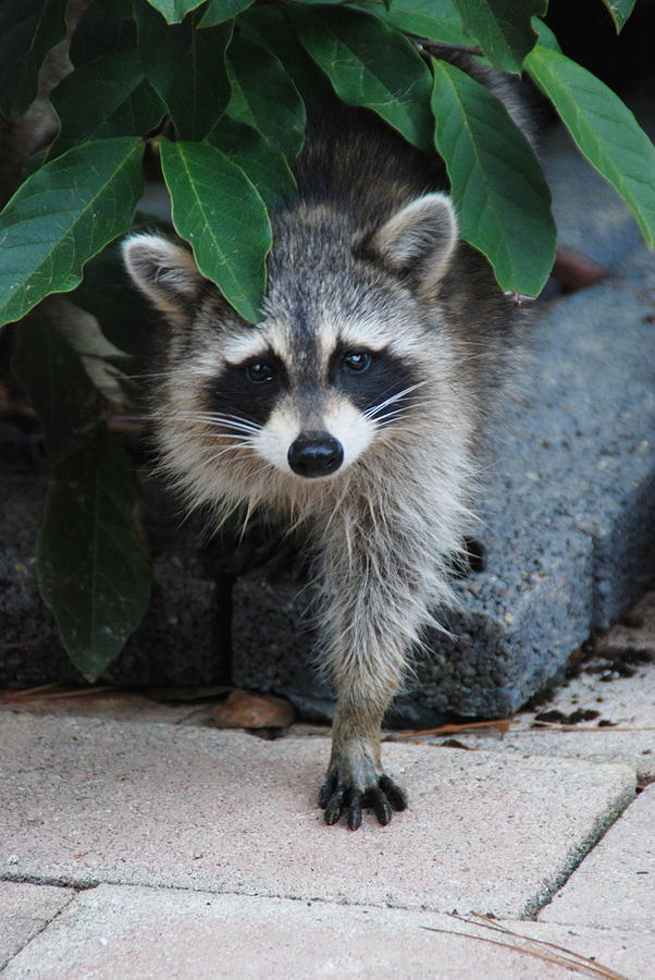 Young Raccoon Photograph by Charlene Bush - Pixels