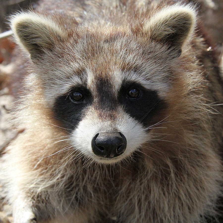 Young Raccoon Close-up Photograph by Doris Potter