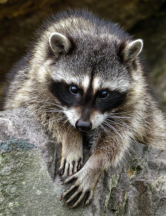 Young Raccoon Photograph by Jerry Cahill