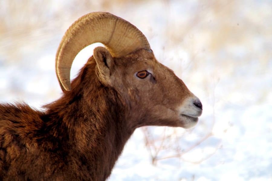Young Ram  Photograph by Jeff Swan