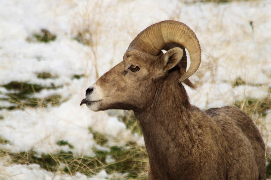 Young Ram with his tongue out Photograph by Jeff Swan