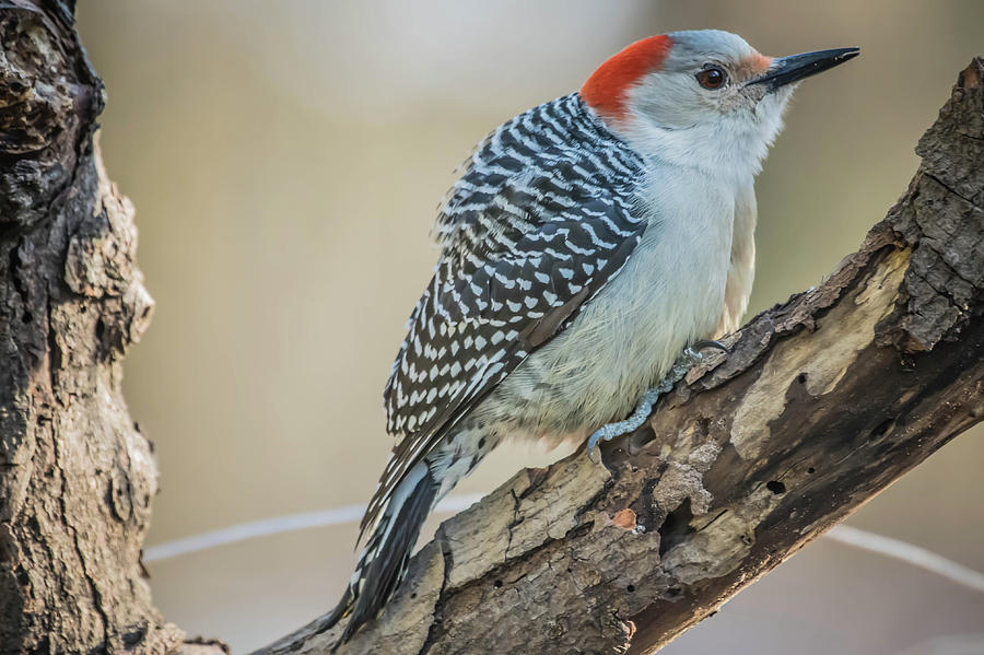 Young Red Bellied Woodpecker Photograph by Bruce Pritchett
