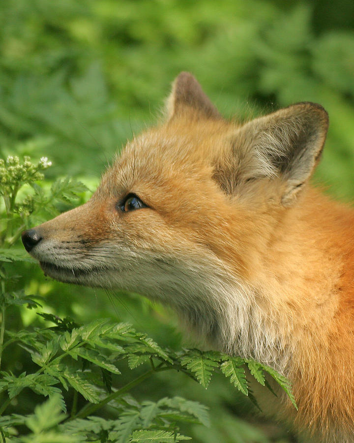 Young Red Fox in profile Photograph by Doris Potter